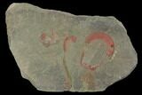 Rare, Harpides Trilobite (Pos/Neg) - Draa Valley, Morocco #89515-1